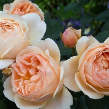 Seedling rose 