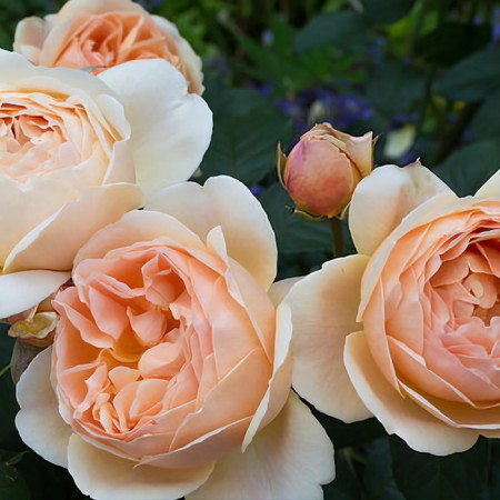 Seedling rose "Jude Ze Obskur", tube, spring 2025