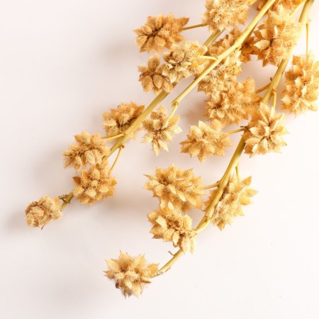 Set of dried flowers "licorice", ban 3 pcs, length 60 (+/- 6 cm).-2