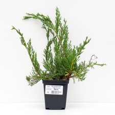 Juniper Virginsky 