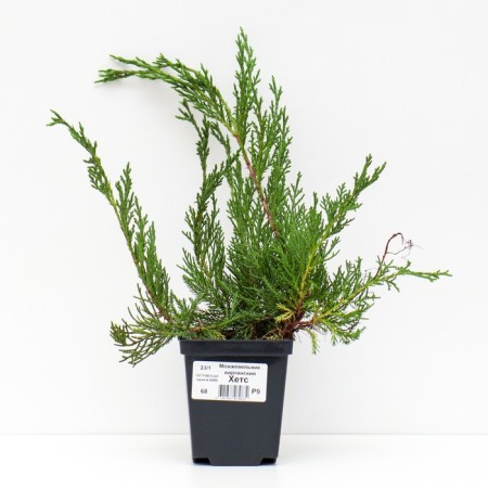 Juniper Virginsky "Hets", P9, 1pc, h 3-20 cm, spring 2024