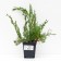 Juniper Virginsky "Hets", P9, 1pc, h 3-20 cm, spring 2024