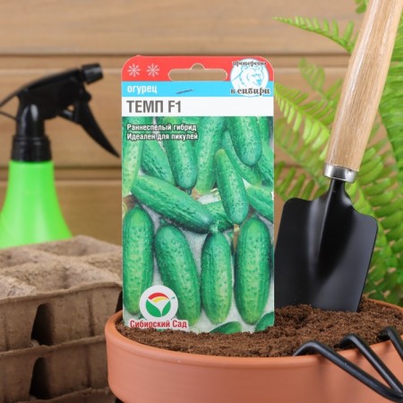 Cucumber seeds F1, parthenocarpic, 5 pcs-4