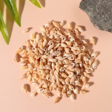 Natural decorative shells 
