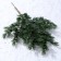 Decor "Branch of charming spruce"