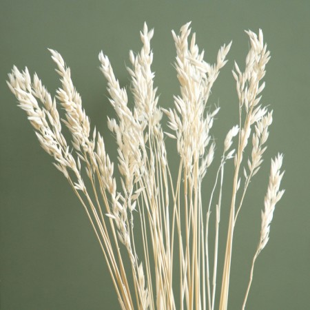 Sukhotzet "Sowing", White, 50 g in packaging-1