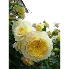 Seedling rose park 
