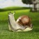 Garden figure "Snail crawls" 25x14x15cm