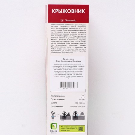 Gooseberry "Hinnonmaen Punainen", 1 pc, tube, spring 2025-1