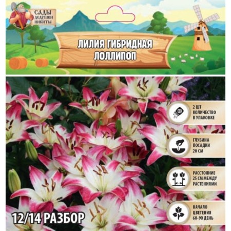 Lilia hybrid "Lollipop", rr 14/16, 2 pcs.-1