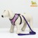 A set for dogs 3-5 kg, size S, leash 120 x 1.5 cm, Osh 24 cm, OG 34 cm