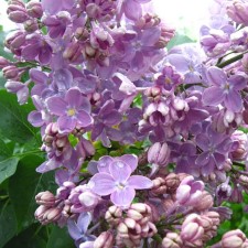Саженец Сирень обыкновенная "Olya", Горшок P9, Лето 2024