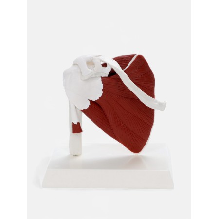 The model "shoulder joint with muscle tissue" 15*15cm