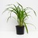 Lilenik Hybrid Knight Beecon, C2 pot, H10-50 height, 1 pc, summer 2024