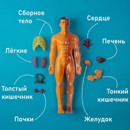 Set for experiments "body structure", human anatomy-8