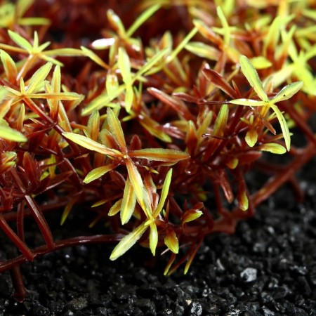 Plant rug for aquarium, 23 x 12 x 5 cm, brown-yellow-1