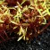 Plant rug for aquarium, 23 x 12 x 5 cm, brown-yellow