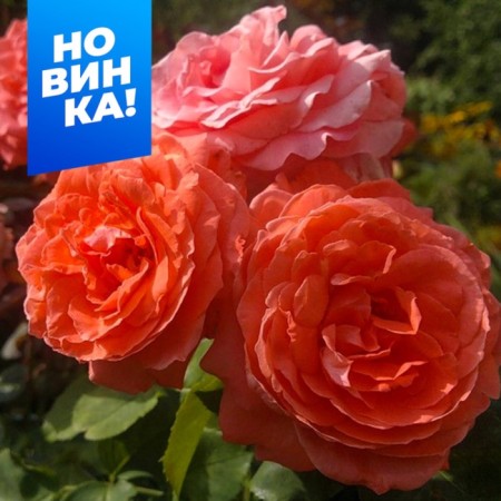 Rosa Klaimber di Bridzhuoter