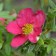 Lapceta shrube shallisima, C3 pot, H10-50 height, 1 pc, summer 2024