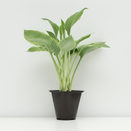 Khosta FORCHUNA "Aurea marginata", pot C3, 1 pc, spring 2024-1