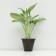 Khosta FORCHUNA "Aurea marginata", pot C3, 1 pc, spring 2024