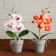 The composition in the pot "Orchid" 7x23 cm, mix