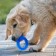 Chewing toy for dogs "needle ring", 9 cm, blue
