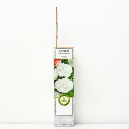Gallers ordinary "Rosaum", 1 pc, tube, spring 2025