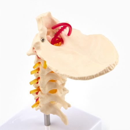 Layout "spine. Cervical section" 15*14cm-3