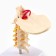 Layout "spine. Cervical section" 15*14cm