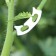 Closure Discover "Snail", 3.5 cm, set of 50 pcs., Greengo