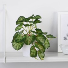 Bonsai in the Pot 