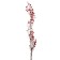 Dry flowers “Molchy Mile”, 25 g, length - 70 cm, red color