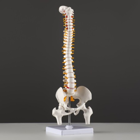 Ladmer's model "Human spine" 44*12cm-2