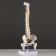 Ladmer's model "Human spine" 44*12cm