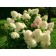 Hydrangea blizzard silver dollar, c3 pot, H10-50 height, 1 pc, summer 2024
