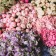 Glossy packaging paper "Bouquet of flowers", 0.5 x 0.7 m