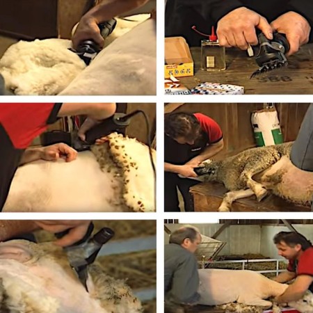 Heiniger Xtra sheep and goats car-6