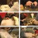 Heiniger Xtra sheep and goats car