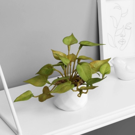 Bonsai in the pot "Filodendron Ultra" (soft sheet) 9x6 cm, mix-3
