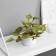 Bonsai in the pot "Filodendron Ultra" (soft sheet) 9x6 cm, mix