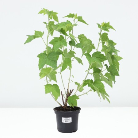 Black Currant Alexandrina, C2 pot, H20-40 Height, 1 pc, summer 2024-2