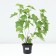 Black Currant Alexandrina, C2 pot, H20-40 Height, 1 pc, summer 2024