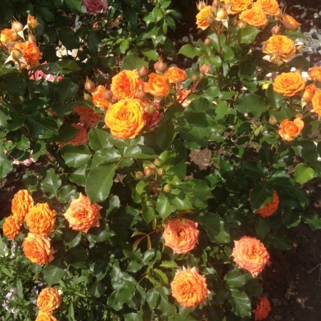 Seedling rose "Kelly", tube, spring 2025