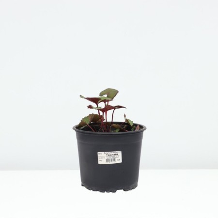 Buznil Tough tweilite, pot C3, 1 pc, summer 2024-2
