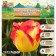 Tulip is a simple early Cape Town, rr 11/12, 5 pcs, autumn 2024