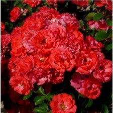 Rosa Meyan Floribunda Coral Drift, C3.5 pot, H25-45, 1 pc, summer 2024