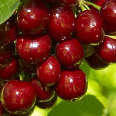 Seedling cherries Valery, pot 9*9*14, summer 2024