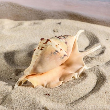 Decorative shell, 7-11 cm-2