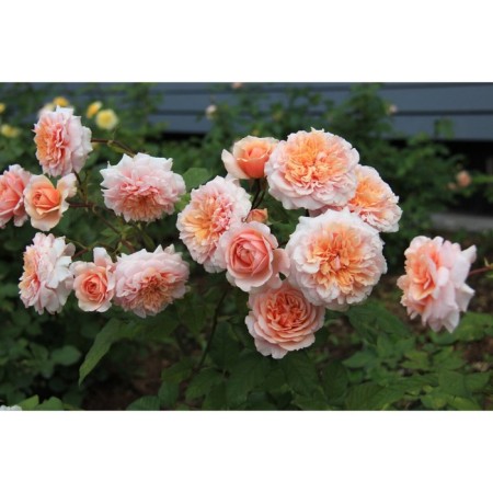 Seedling rose Parkovy "Versini", tube, 1 pc, spring 2025